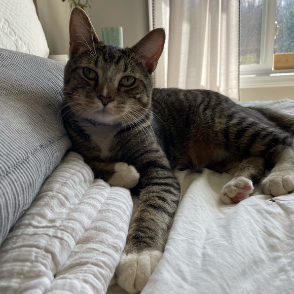 Nat & Miss. Tituba, the fortune telling chicken 🔮 - Picture 3 of 8